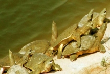 池塘甲鱼养殖注意事项，放养前需要用生石灰对池塘进行消毒