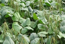 绿豆田的三棱草如何防除,可以选用灭草松