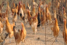 柴鸡的养殖注意事项,饲喂的时间一定要把握好