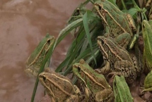 黑斑蛙养殖技术，养殖场地要确保有一定高度