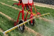 使用阿维菌素要注意什么,随配随用并且在傍晚打药