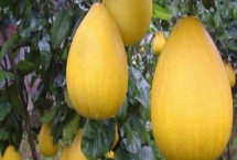 柚子何时成熟上市,一般集中在10-11月份