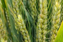 河农6331小麦品种特性，注意防治白粉病和蚜虫