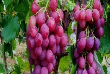 葡萄有哪些种类，主要包括酿酒系列和鲜食系列