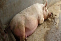 母猪产后不吃食如何治疗，便秘引起的可加入适量的植物油