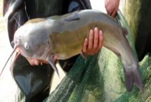 叉尾鮰鱼的价格，零售价一般在8-12元一斤