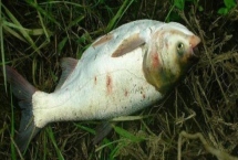 十一月份还能钓鲢鱼吗，南方的十一月适合钓鲢鱼