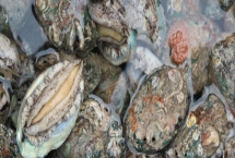 什么品种的鲍鱼苗好,常见这6种 什么品种的鲍鱼苗好,常见这6种