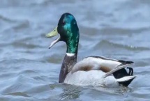养殖绿头鸭的前景，现今市场需求大前景广阔