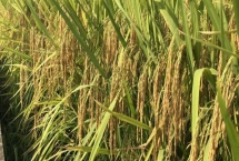 研究籼型杂交水稻有什么意义，可以解决我国人多粮少的问题