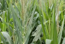 钱玉183玉米种子产量表现，种植密度每亩3500株