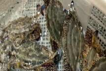 梭子蟹能人工养殖吗，梭子蟹通常可以人工养殖