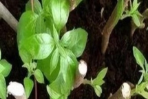 如何扦插茉莉花可提高成活率，使用疏松肥沃的土壤有助于植株生根