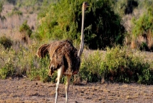 鸵鸟是不是保护动物，是国家二级保护动物