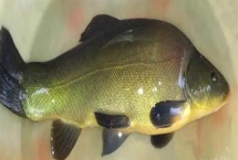 丁桂鱼的养殖技术，培育池通常在2-3亩比较合适