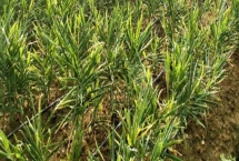 生姜的种植时间，一般于清明前后或谷雨节令播种