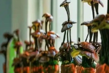 灵芝盆景的养殖环境，喜欢高温的环境