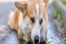 狗狗上火了怎么办,可以给它多喂水