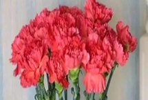 怎么让水养康乃馨花苞开花，要经常换水