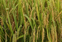 巨基5号水稻种子特征介绍，该品种主茎11片叶