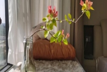 水培三角梅如何快速生根，水培前用高锰酸钾溶液浸泡根部