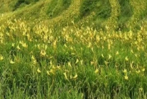 黄花菜高产的施肥方法，基肥以农家肥或有机肥为主