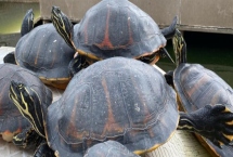 火焰龟多大才能繁殖，养殖7-8年之后它们便具备繁殖能力