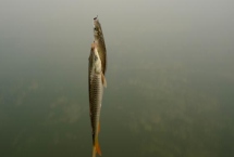 春天钓鲫鱼是钓远还是钓近，根据气温决定