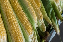 五谷738玉米种子特征介绍,出苗至成熟130天