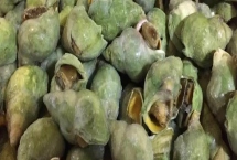 翡翠螺的产地，主产于大西洋西部海域