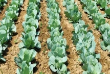 大白菜的后期浇水管理，结球前间隔7-10天浇一次大水