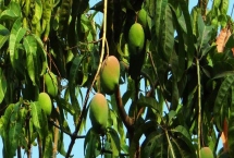 种植芒果的环境条件，适宜生长的温度在25℃左右