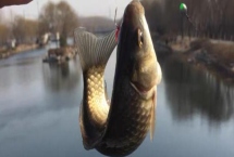 野钓鲫鱼什么用什么商品饵料好,可选很多根据个人喜好来