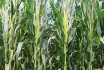好日子838玉米种子产量表现，夏播生育期105天