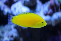 黄龙鱼好不好养，饲养难度较小