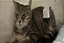 猫感冒打喷嚏能不能喂人用药，容易产生副作用甚至会中毒致死