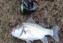 容易让鲈鱼上钩的饵料，河虾是鲈鱼的主要食物
