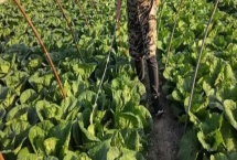 白菜长白斑打什么农药，嘧菌酯、苯醚甲环唑、嗯唑菌酮·霜脲氰等