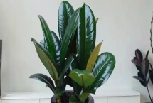 怎么养橡皮树，幼株每隔一年更换一次盆土