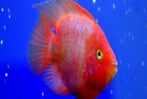 鹦鹉鱼有毒吗，鹦鹉鱼本身不含有毒素