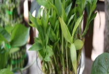 富贵竹根发黑的原因和处理方法，可能是长期未换水或感染病菌所致