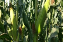 美锋1191玉米种子产量特性，一般种植密度3000株/亩