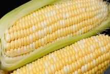 良玉919玉米种简介，可精量播种及机械化收获