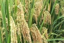 钢两优167水稻品种的特性,4月中旬至5月上中旬播种