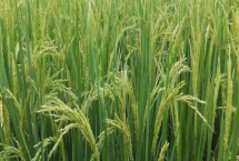 昱香两优馥香占水稻品种的特性，每亩插足基本苗3万以上