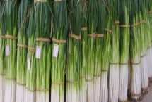 大葱高产施肥方法,播种前可将全部磷肥深施入土