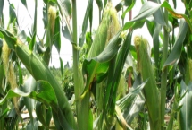 达美108玉米品种的特性，平均生育期125.5天