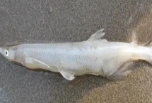 怎么保存银鱼干，要防止在阳光下暴晒