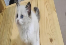 怎么治疗猫咪脂肪肝，可适当补液和补充钾元素