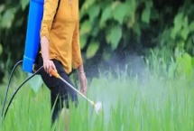 灭草松的防治对象，可灭杀苍耳、问荆、马齿苋等杂草